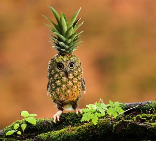 owl fruit
