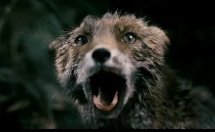 Antichrist-Fox-Cropped