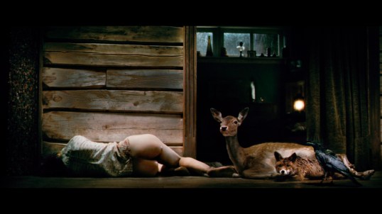 she sleep deer fox crow