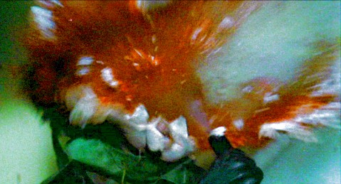 prowler%20head%20explosion%202