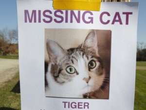 Lost_Cat_Poster