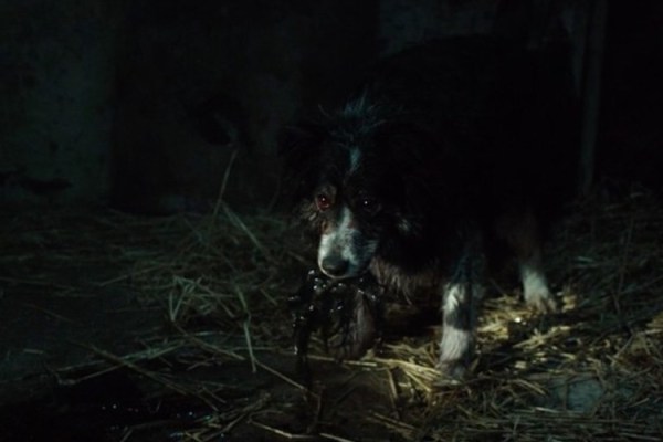 creepy-dog-the-hallow-2015-horror-film-mevnxzn5h4k6y9dy4hw2ugttgviaw4kq9b6en7n5s0