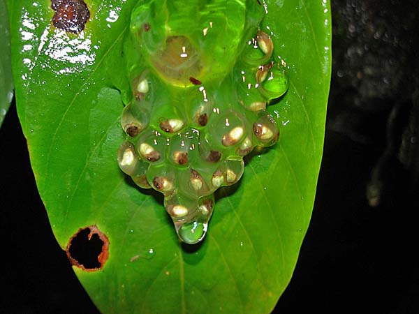red-eyed-treefrog-eggs